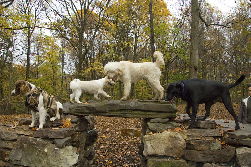 Dog Park - Cabin John Regional Park