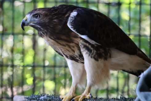 Red-Tailed Hawk