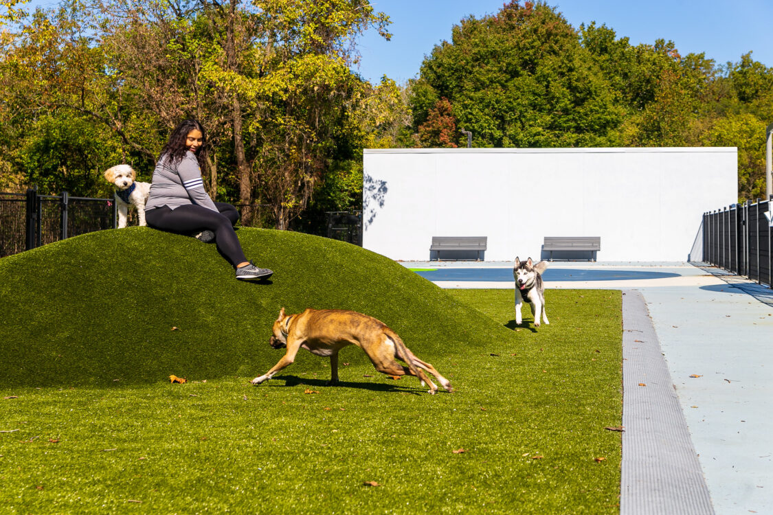 Dog Park at Dewey Local Park