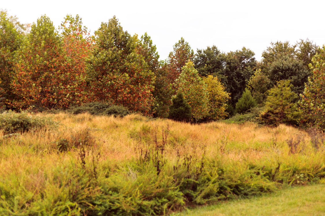 Meadows at Germantown East Local Park