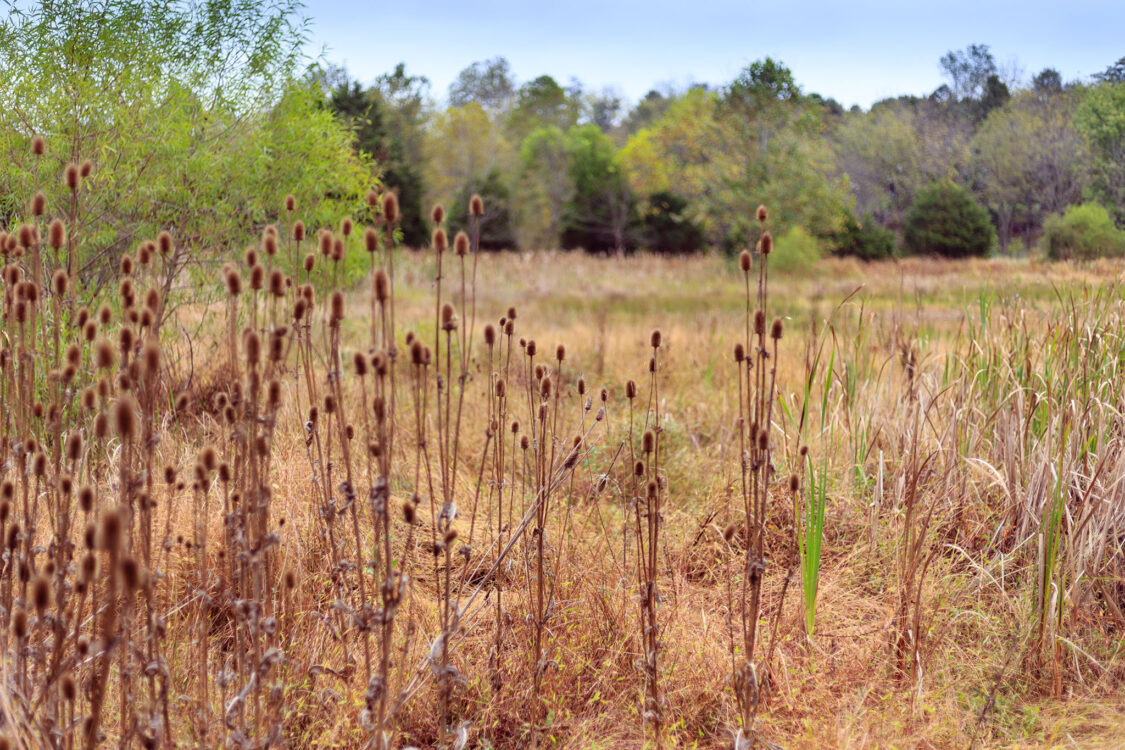 Meadow at Goshen Branch Stream Valley Park