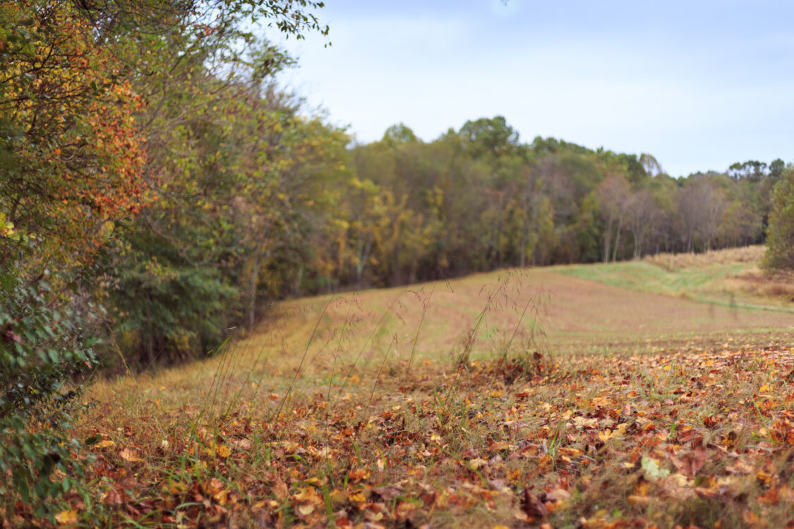 Open Land at Goshen Recreational Park