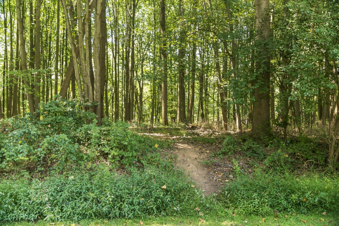 Woods Griffith Local Park - Small - 3 - 2019