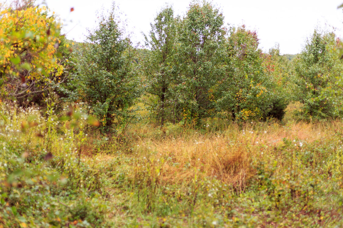 Meadow at Hyattstown Open Space Special Park