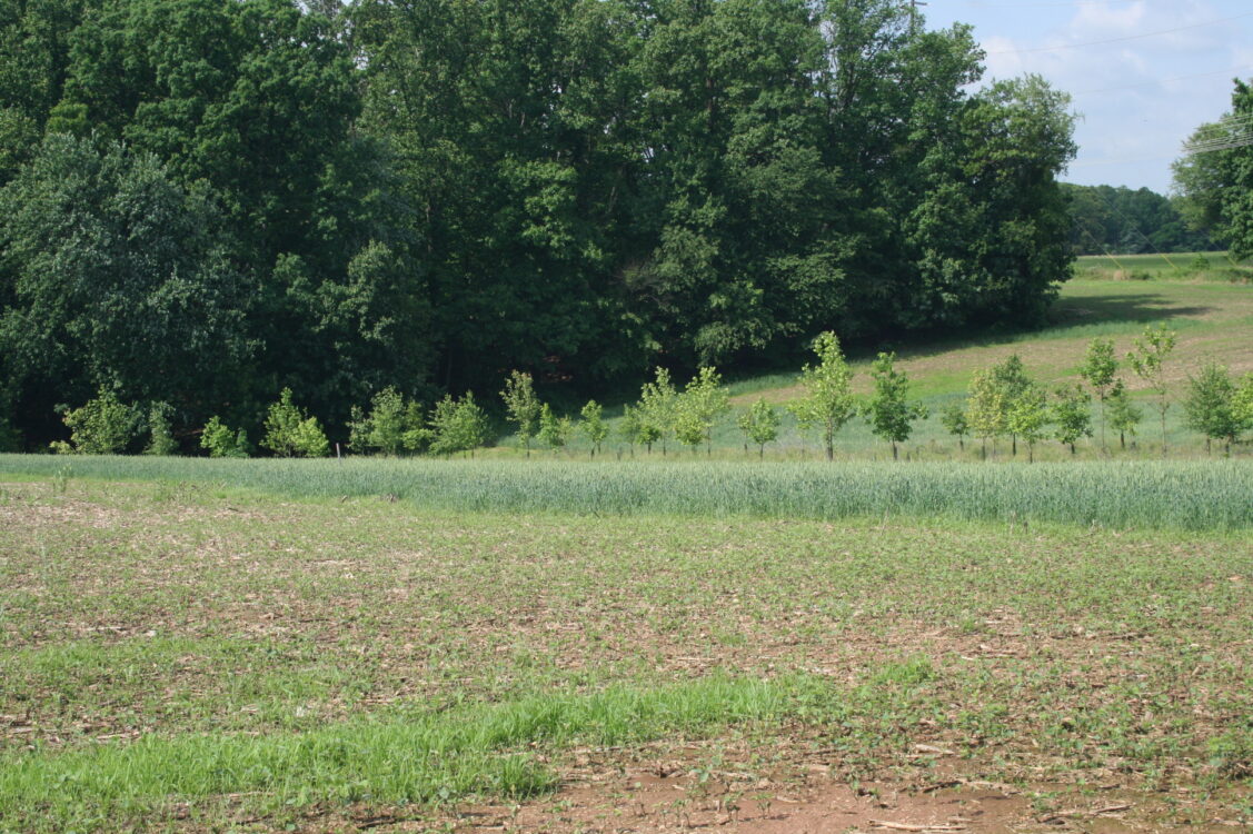 Open Field Oak Ridge Conservation Park