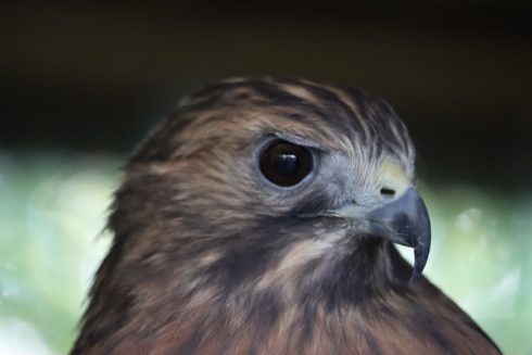 Red-Shouldered Hawk