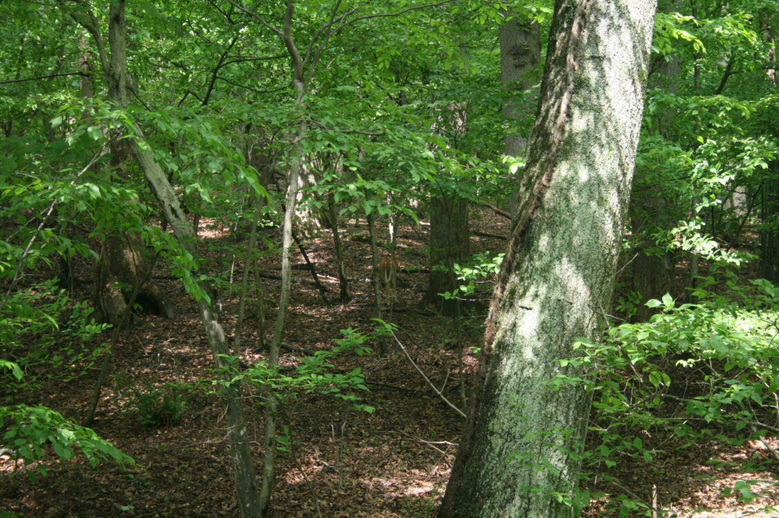 watts branch stream Valley