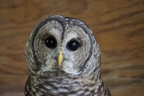 Barred Owl