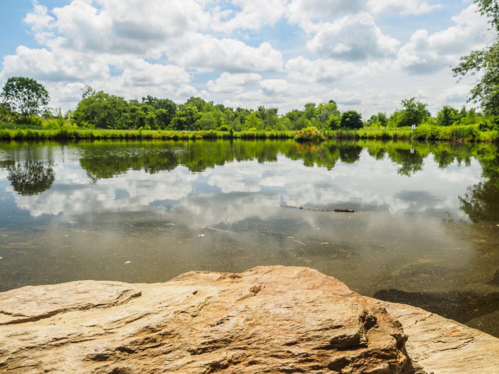 pond at Kings Local Park