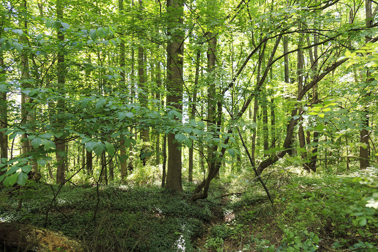 path through the woods at north point conservation park