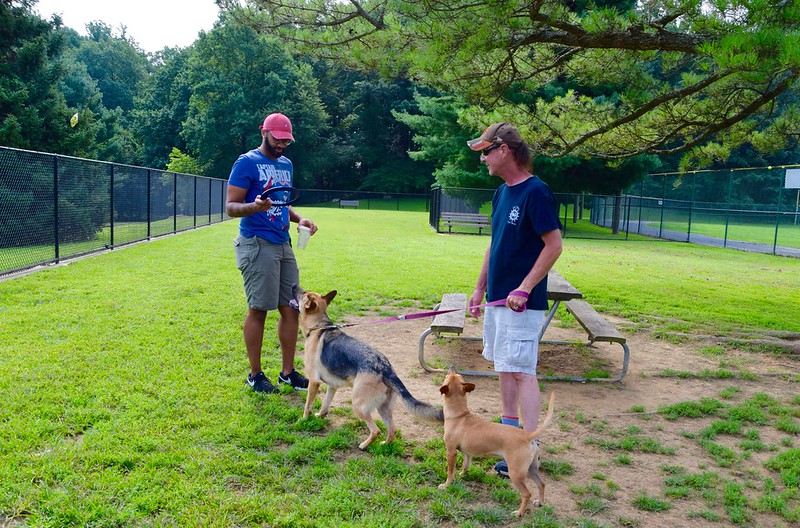 two dogs playing at olney manor recreation park