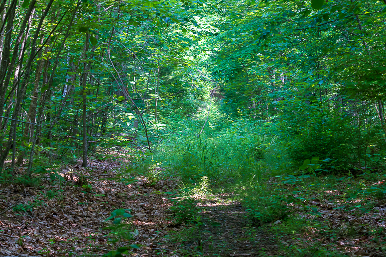 River Road Shale Barrens Conservation Park