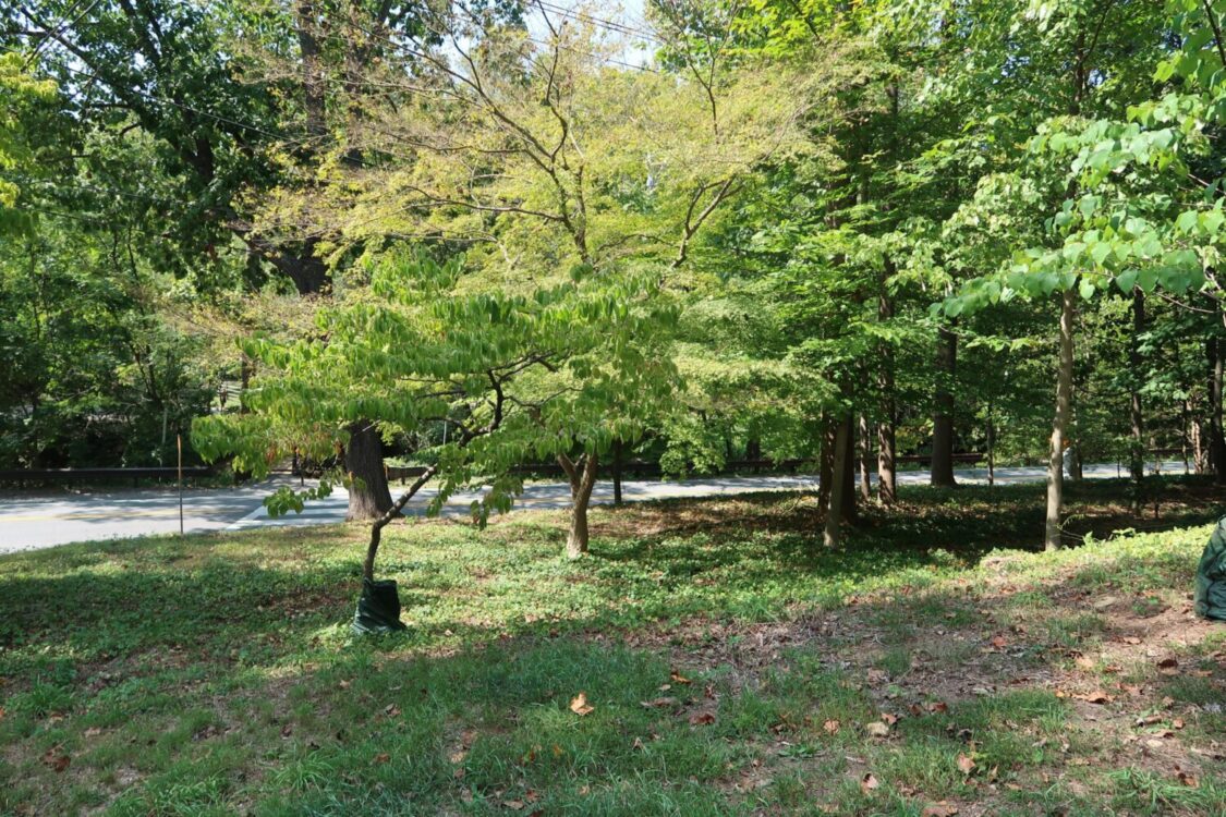 Takoma Park Neighborhood Park