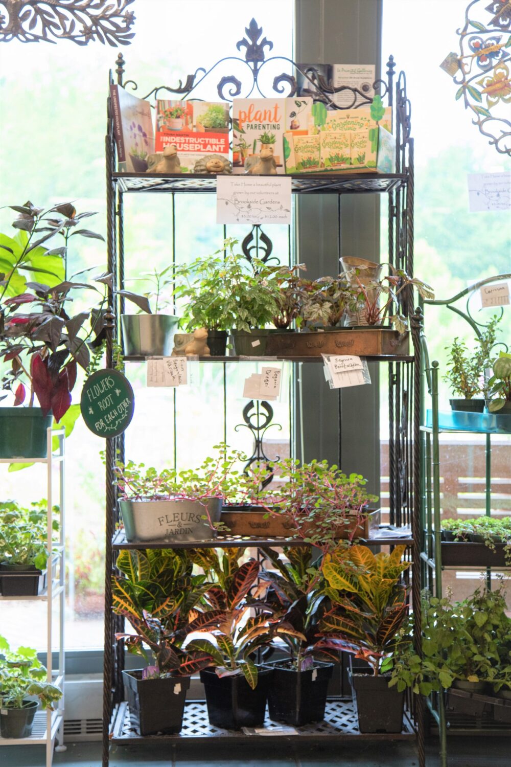 Plants at Brookside Gardens Gift Shop