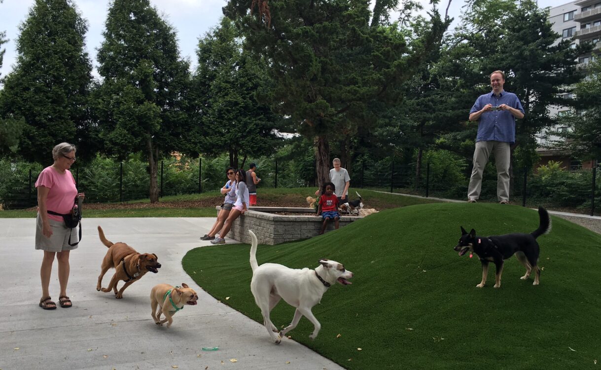 dog-chase-day-1-ellsworth-dog-park-6-15-16