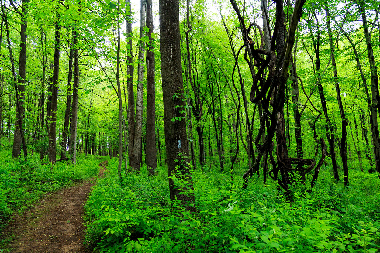 hiking path north branch stream valley park