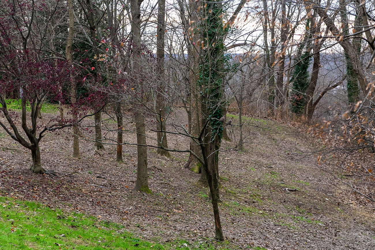 trees potomac palisades conservation park