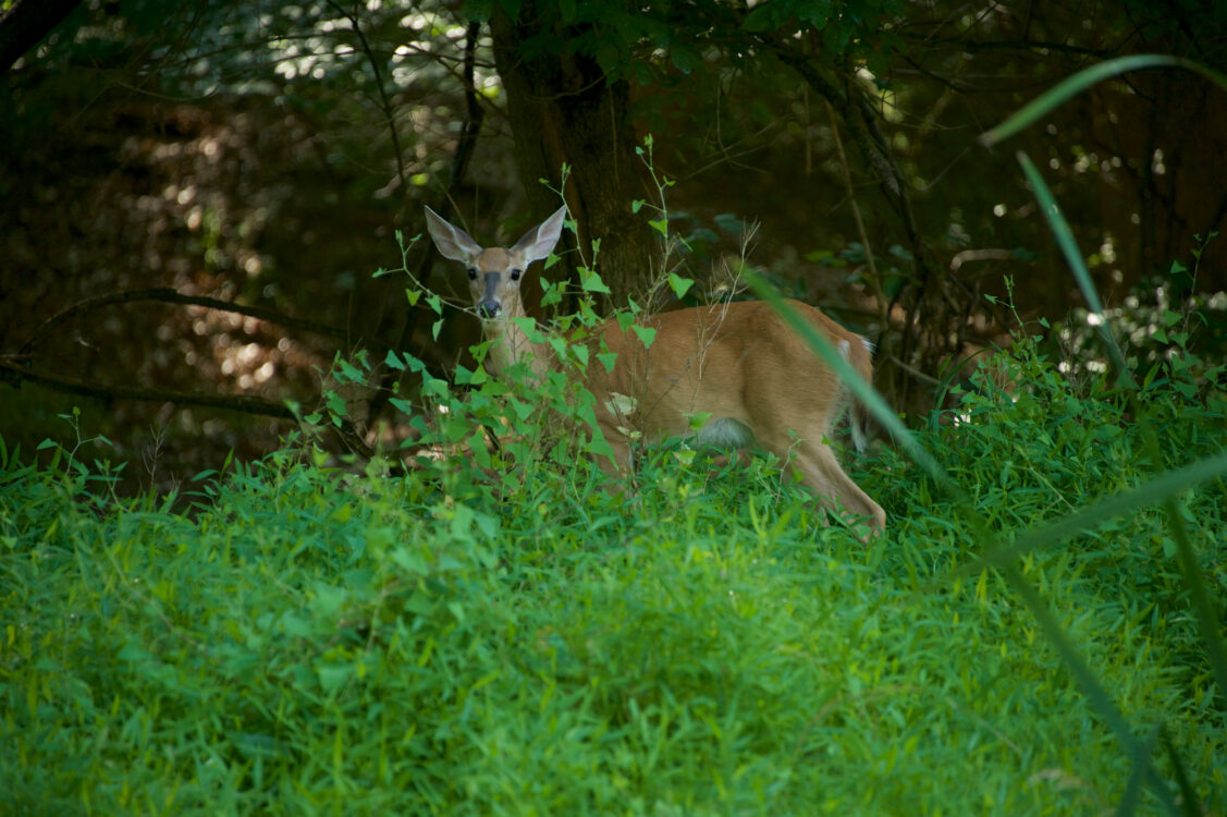 deer on parkland