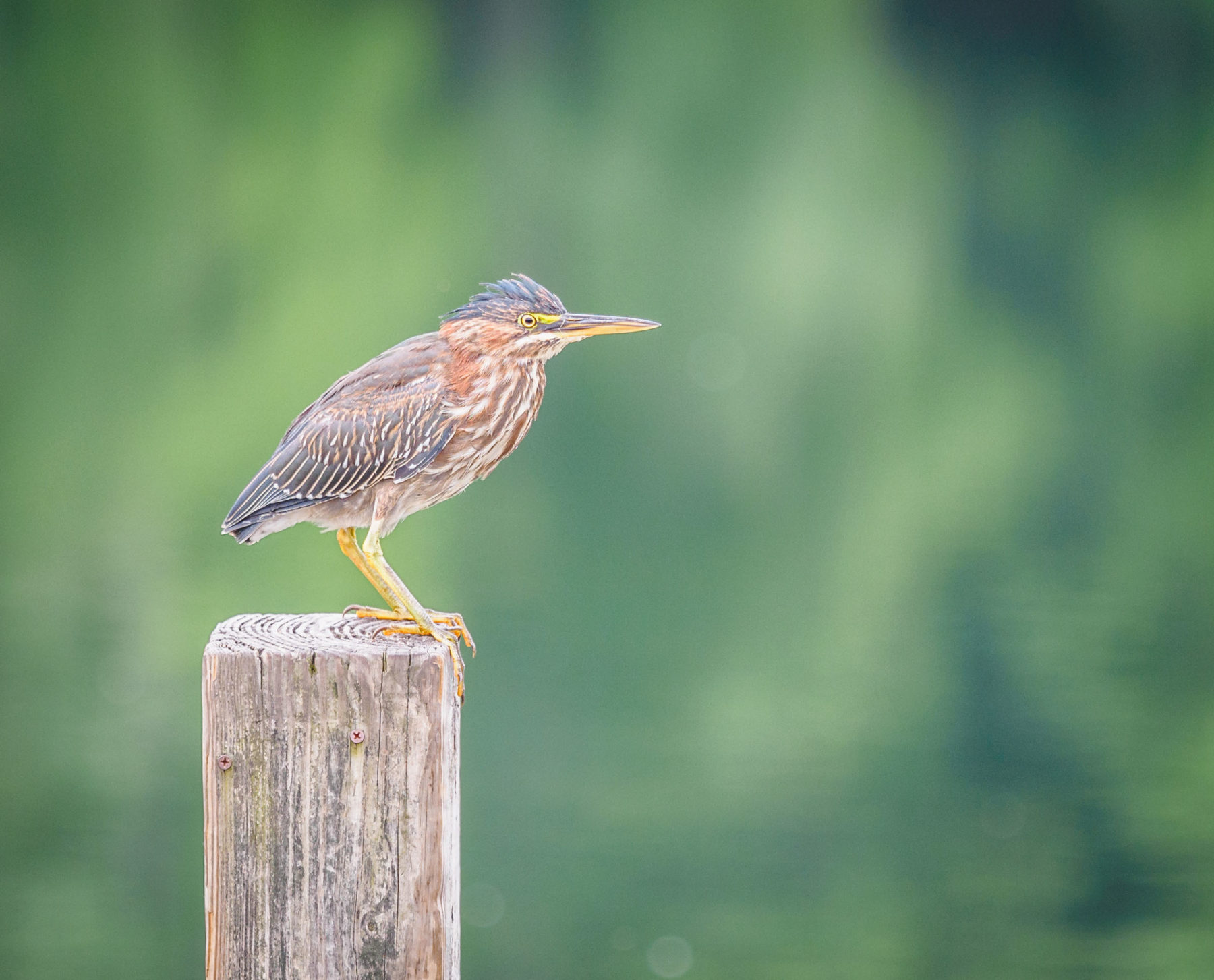 Bird at Black Hill Regional Park