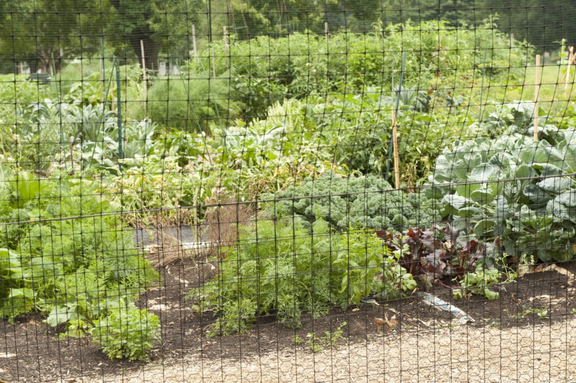 bradley-park-community-garden-2016_056