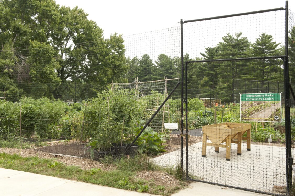 Community Garden Bradley Local Park