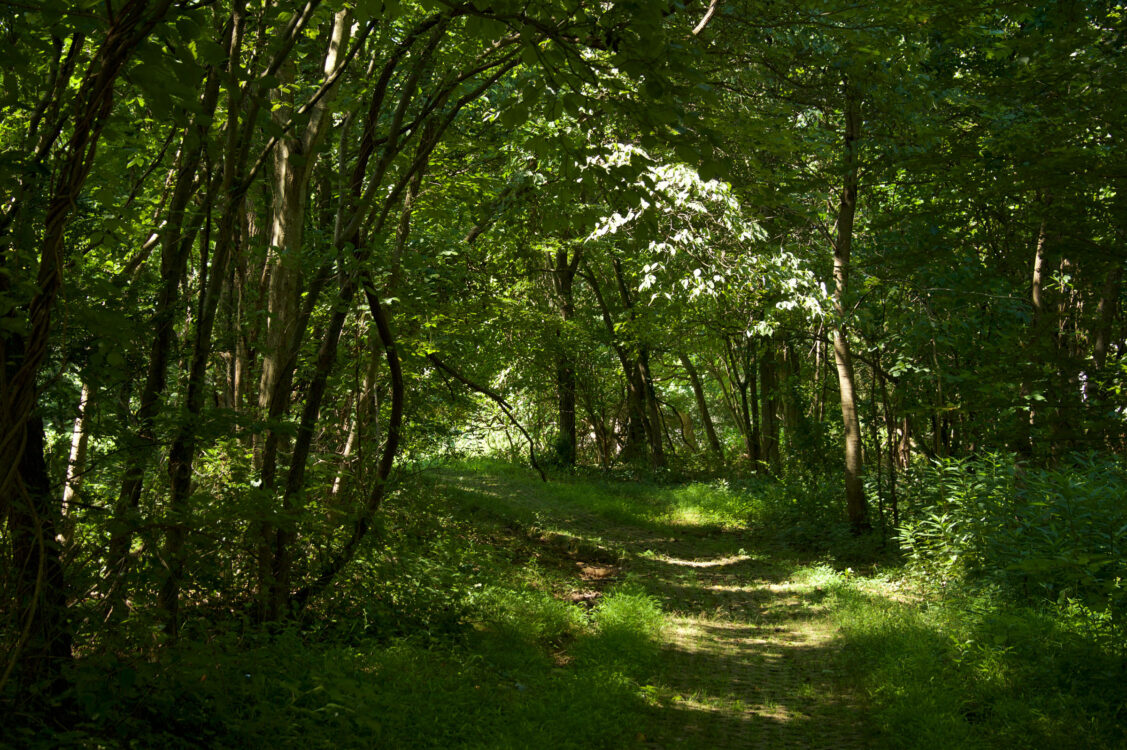 Trail at Buck Branch Neighborhood Park