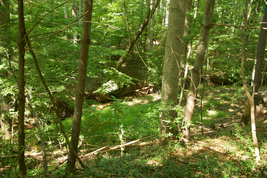 cabin branch neighborhood park