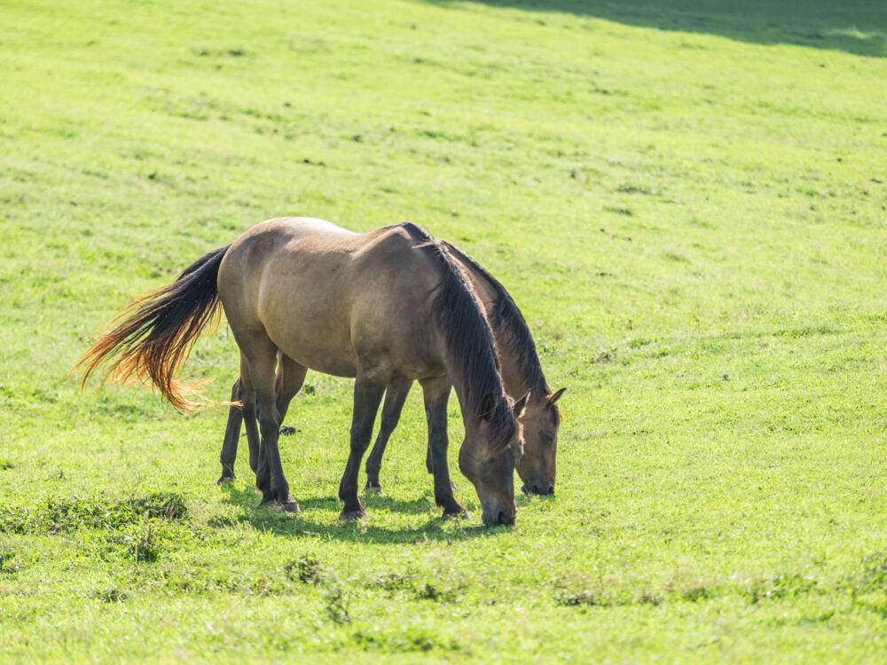 Callithea Farm Special Park horses