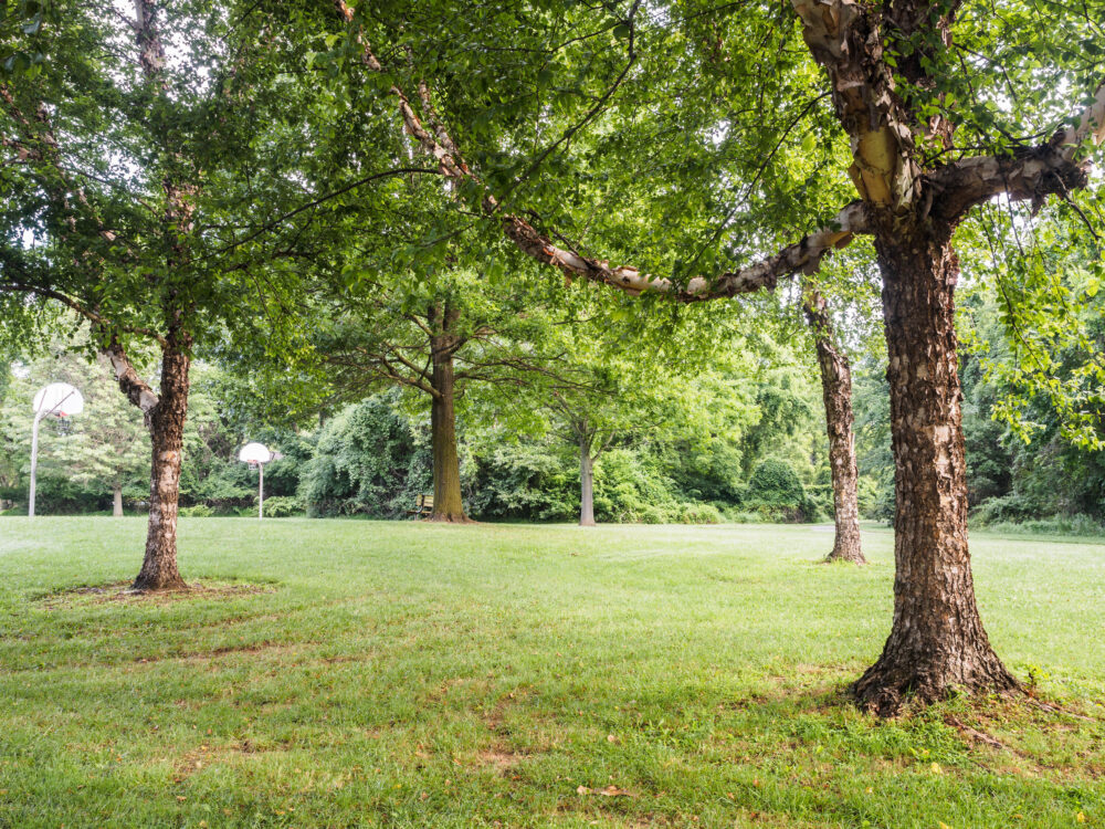 Cherrywood Local Park