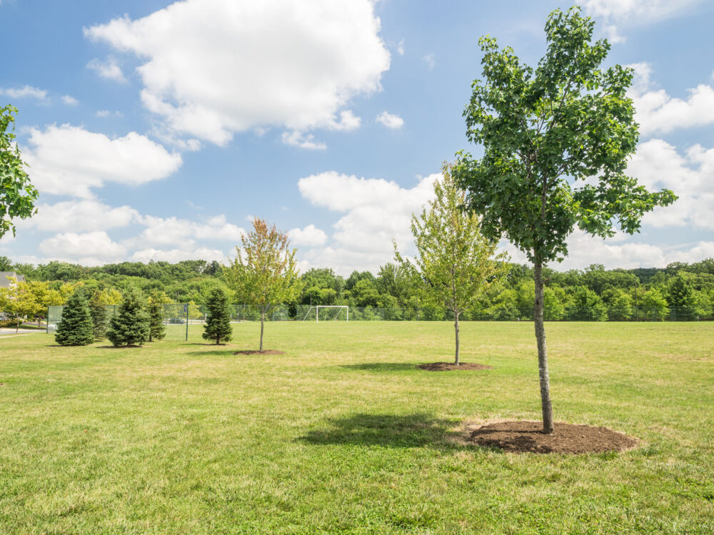 Open Field at Clarksburg Village Local Park North