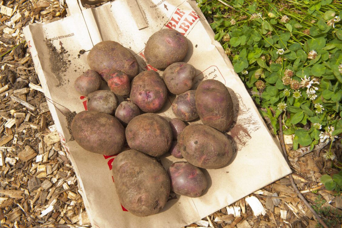 Beets from Fenton Street Urban Park Community Garden