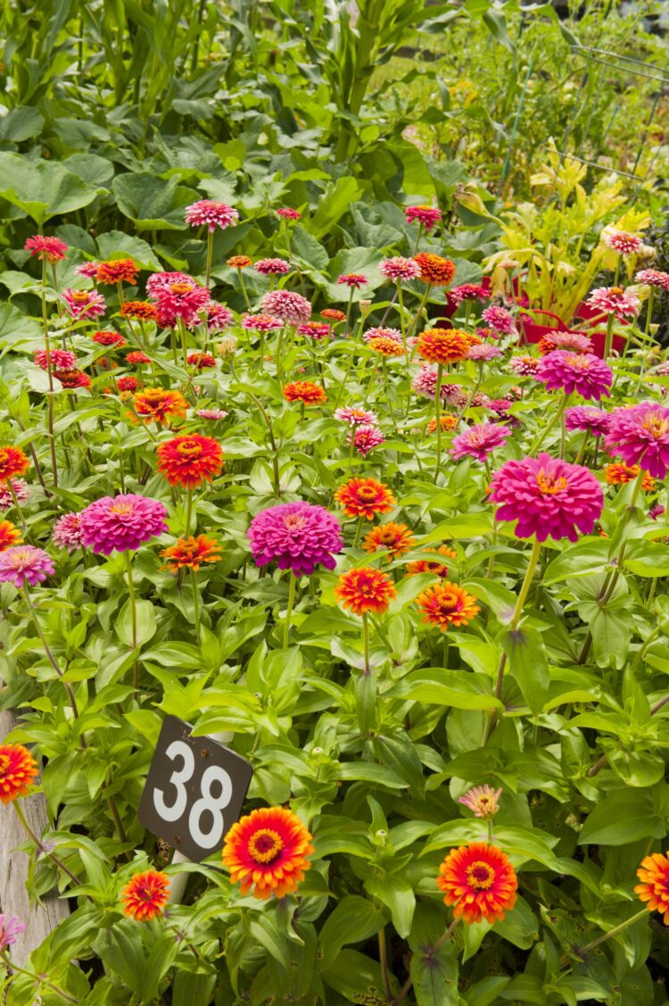 Flowers Growing at a Community Garden