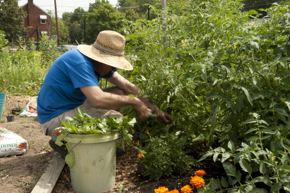 Fenton Street Urban Park - Community Garden