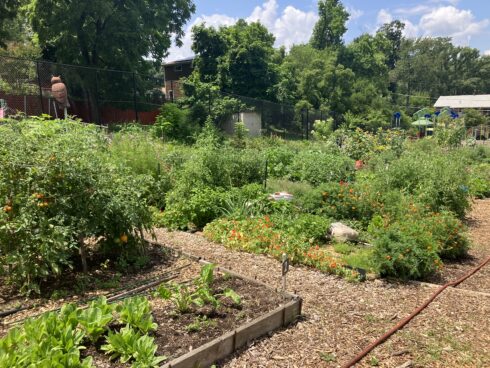 Plots in the summer at Sligo Mill Overlook Community Garden