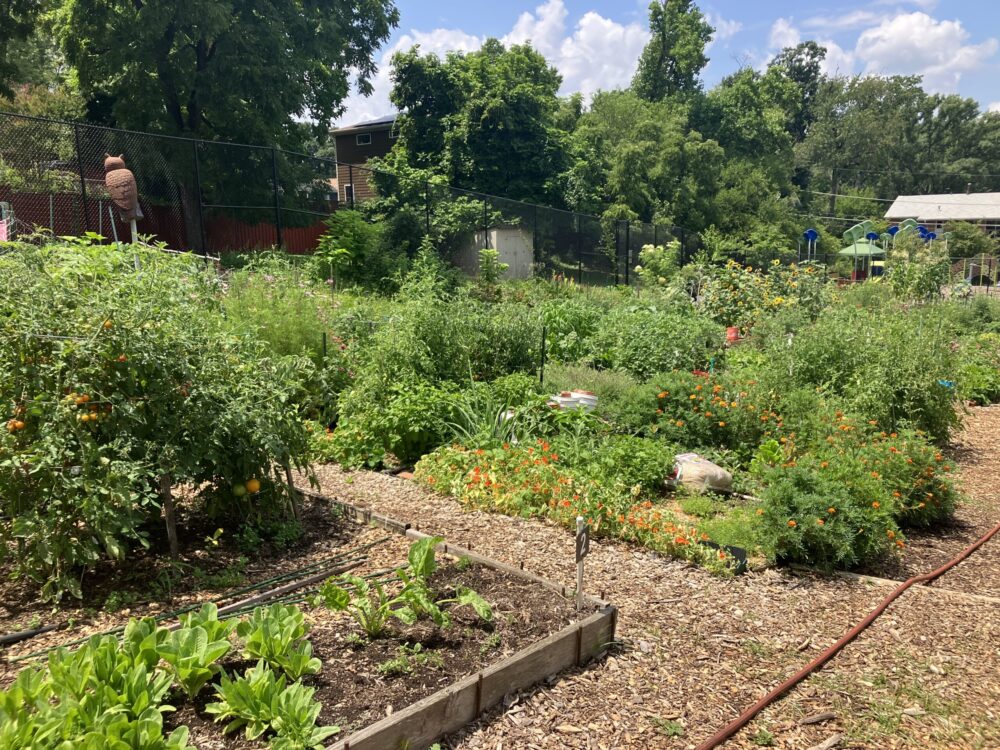 Sligo Mill Overlook Community Garden