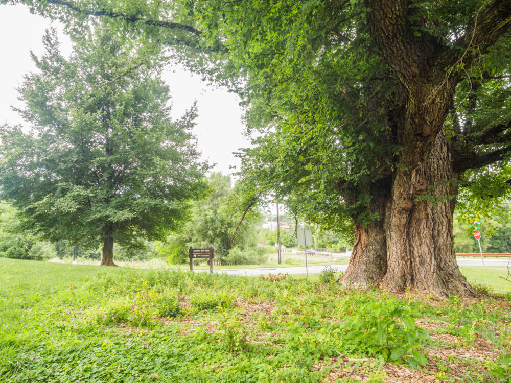 elms at goshen elms conservation park