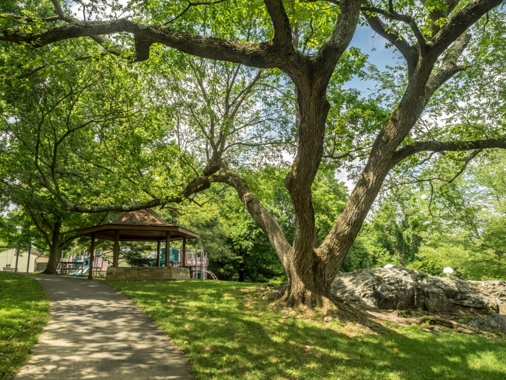 Big Tree and Gazebo at Greenwood Local Park