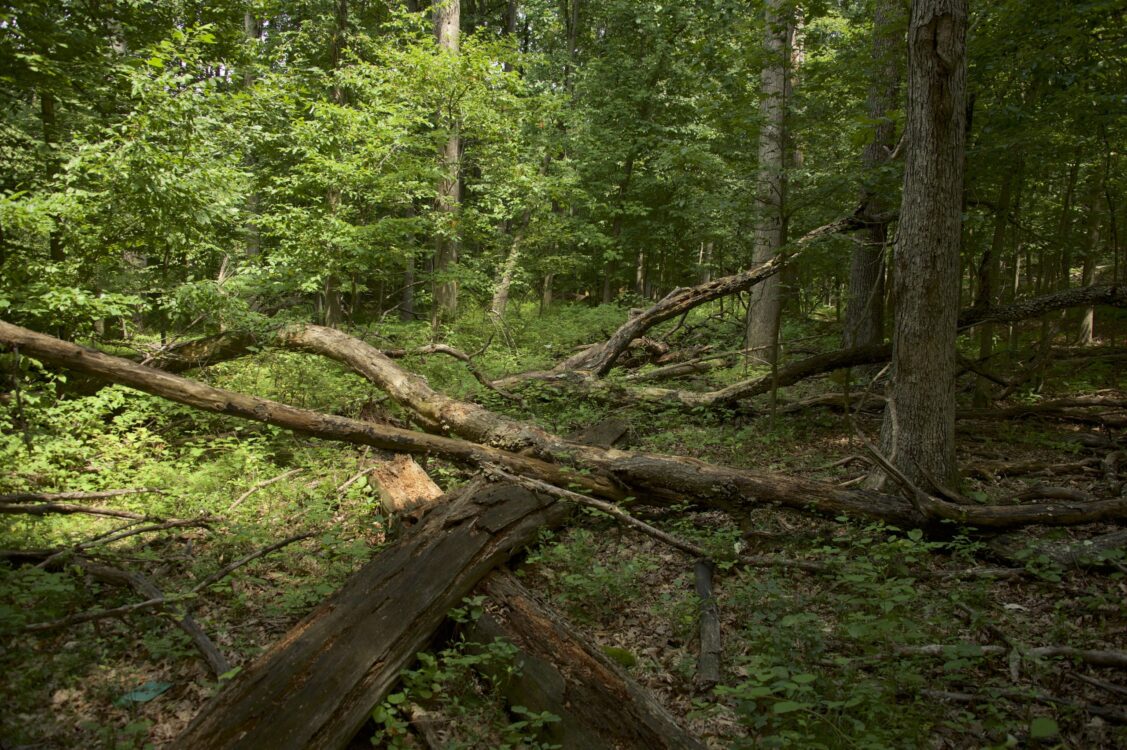 Inverness Forest Neighborhood Conservation Area