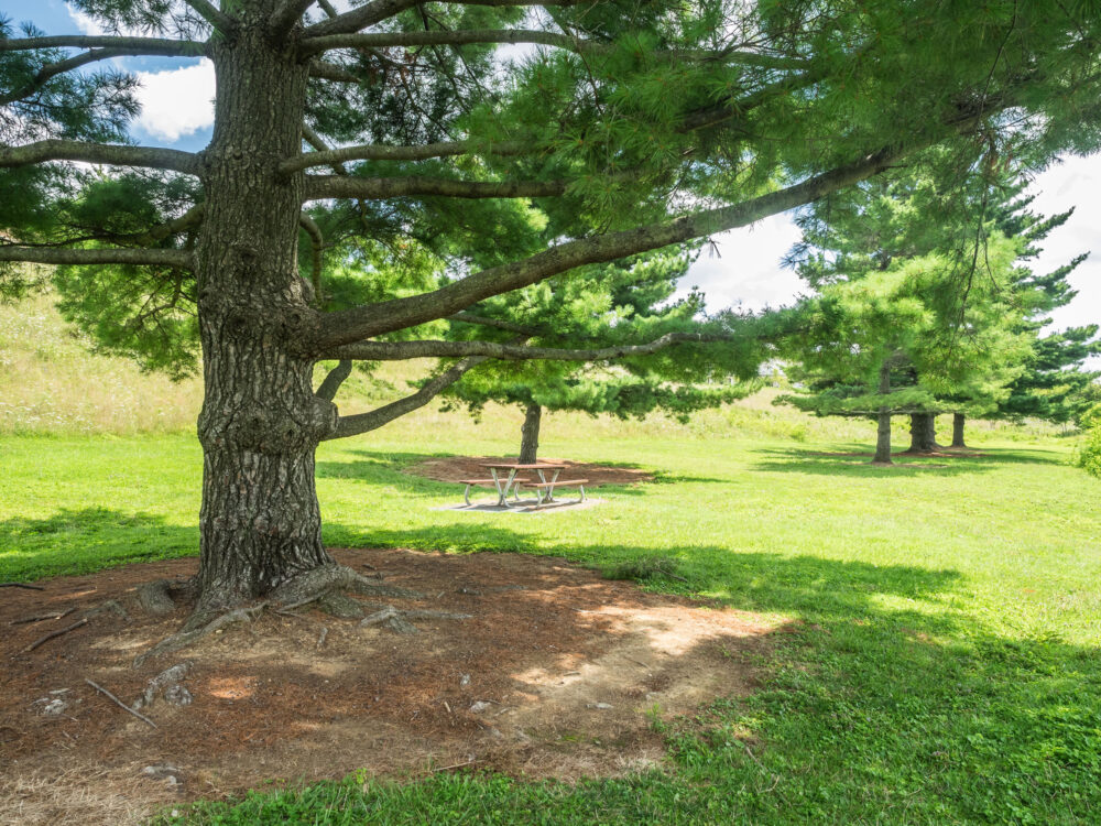 picnic table among the trees at Kings Local Park