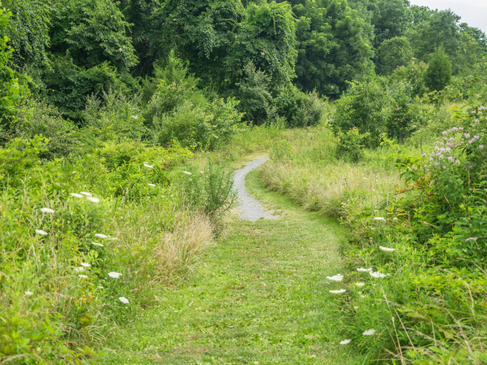 A trail leading away from the camera with trees behind it.