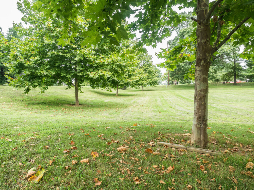 Open Field at Mineral Springs Neighborhood Conservation Area