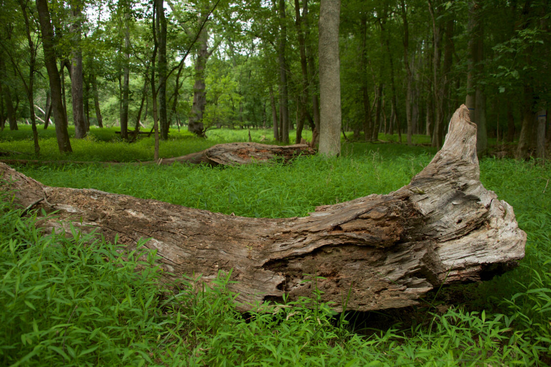 Sherwood Forest Neighborhood Conservation Area