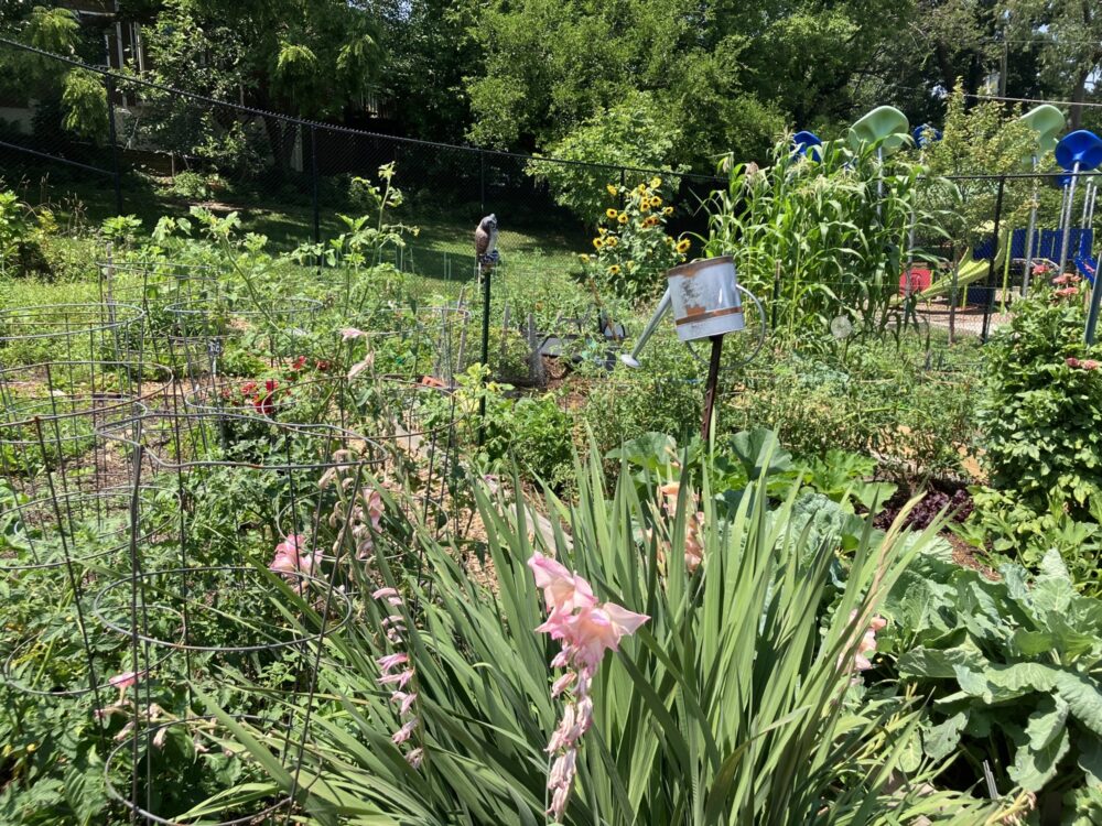 Flowers blooming at Sligo Mill Overlook Community Garden