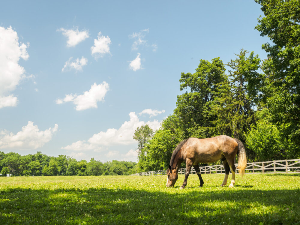 rickman farm horse special park