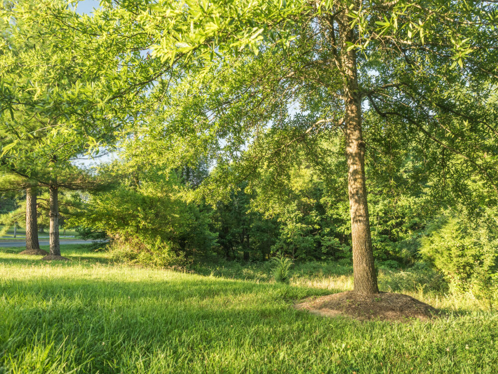 browns corner neighborhood conservation park