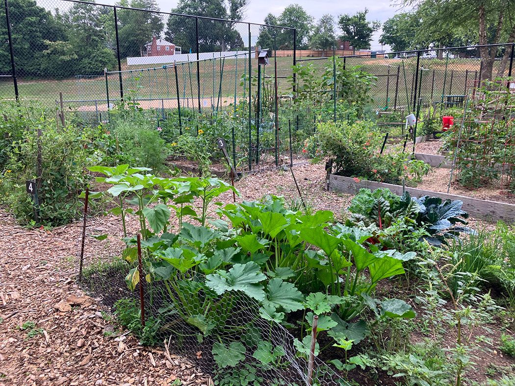 community gardens long branch