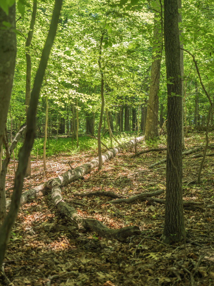 Peach Orchard Neighborhood Conservation Area