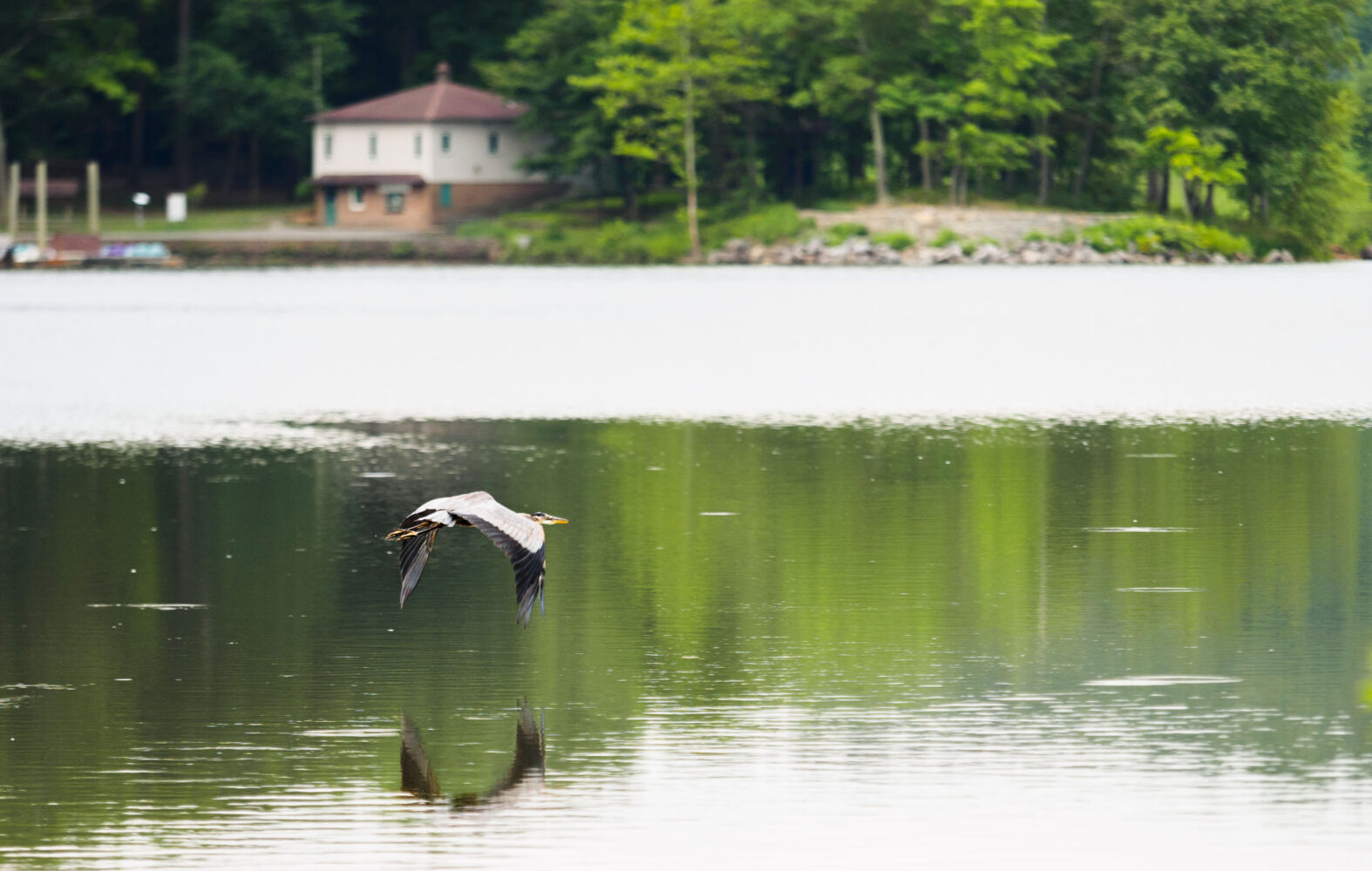 Lake Needwood - Rock Creek Regional Park