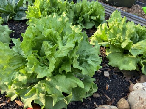 Lettuce growing at King Street Community Garden