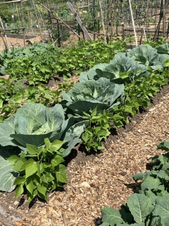 Cabbages and peppers growing at Rocking Horse Community Garden